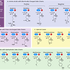 Amino acid infusion for protection from acute kidney injury