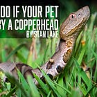 What to Do if Your Pet Is Bitten By a Copperhead
