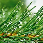 Water Drops on Pine Needles