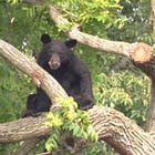 DMV Animal Headlines Found Wild II: Brought 2 Bear