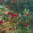 Ilex aquifolium | holly