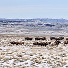 Bison country just grew bigger