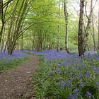 Reflections From The Field: The Bluebell Wood