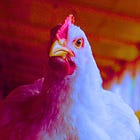 USDA Pumps $100 Million Into Bird Flu Vaccines