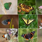 A Digest: Butterflies, Birds, Extinction and Hope