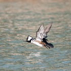 'Slow birding' on the North Shore Channel 