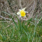 Narcissus pseudonarcissus | wild daffodil