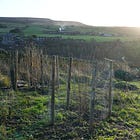 How to plant and grow hazelnuts