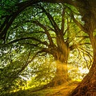 🌳 The Hearthlight Chronicles – Day 3: Oaks, Echoes, and the Ones Who Hear Them