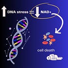 How to repair DNA damage with the food of light: NAD+