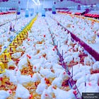 USDA Conditionally Approves Pfizer Spin-Off Zoetis' Bird Flu Chicken Vaccine