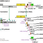 SARS-CoV-2 Genome Assembly (Part 2)