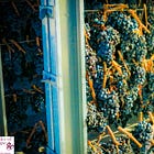 Amarone Della Valpolicella - Drying Grapes and Raising Spirits