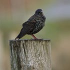The Plight of the Starling: Part 1