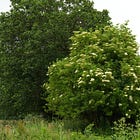 Sambucus nigra | elderflower tree 