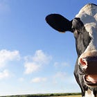 This new vegetarian meat might replace turkey!