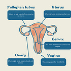 5 gynaecological symptoms never to ignore