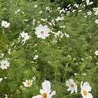 10 essential tips for choosing plants for your garden