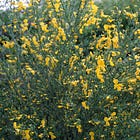 Cytisus scoparius | broom