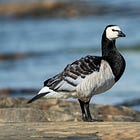 The Curious Case of the Heretical Goose