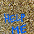 the millet files #1: a rude introduction