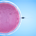 A Biologist Explains Why Sex Is Binary