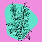 The Secret Life of Salvia: How this Bizarre Psychedelic Could Revolutionize Gut Health