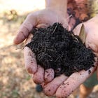 Gardening Simplified: The Unmatched Versatility and Ease of Pawpaw Trees
