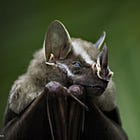 Why Bret Weinstein should stick to studying tent-making bats rather than discussing political developments in Panama