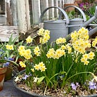 How to choose Spring bulbs and other spring favourites for your pots next year
