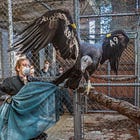 A young condor survives lead poisoning