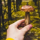 🍄 Setas del Pirineo