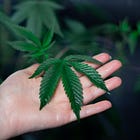 Germany Takes a Historic Step: Legalizes Cannabis (with Conditions)