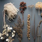 Dried seedheads for cutting, wildlife and ornamentation 