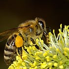 Pollinis, SCoPAFF, cnDAspe… et abeilles