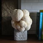 How to grow lion’s mane fungi, Hericum erinaceus 