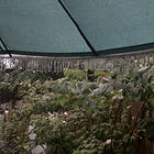 I will remember this summer in passing showers