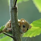 Searching for Snoozing Dormice Could Save the Species