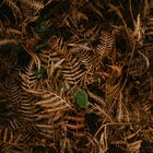 A Shawl of Bracken