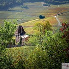 Gamay & Its Own Unique World of Beaujolais: More Than Just Nouveau