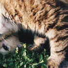 An Easy Way to Score Free Stuff for Your Dog or Cat