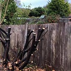 Medway’s gardens emerge into Spring