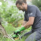 Ash apocalypse: Preemptive attack against tree crusaders softens financial blow