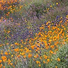 How to understand plant vigour 