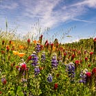 Sunday E-dition: Napa Valley in Bloom