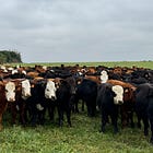 Beef transparency; play ball? 