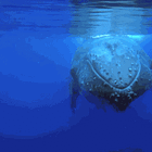 Humpback nursery discovered off southern shores