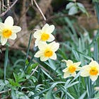 Serendipity in gardens