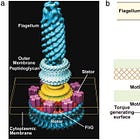 Our Cellular Machinery