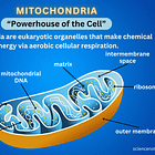 Does mitochondrial health matter? Yes, it does!